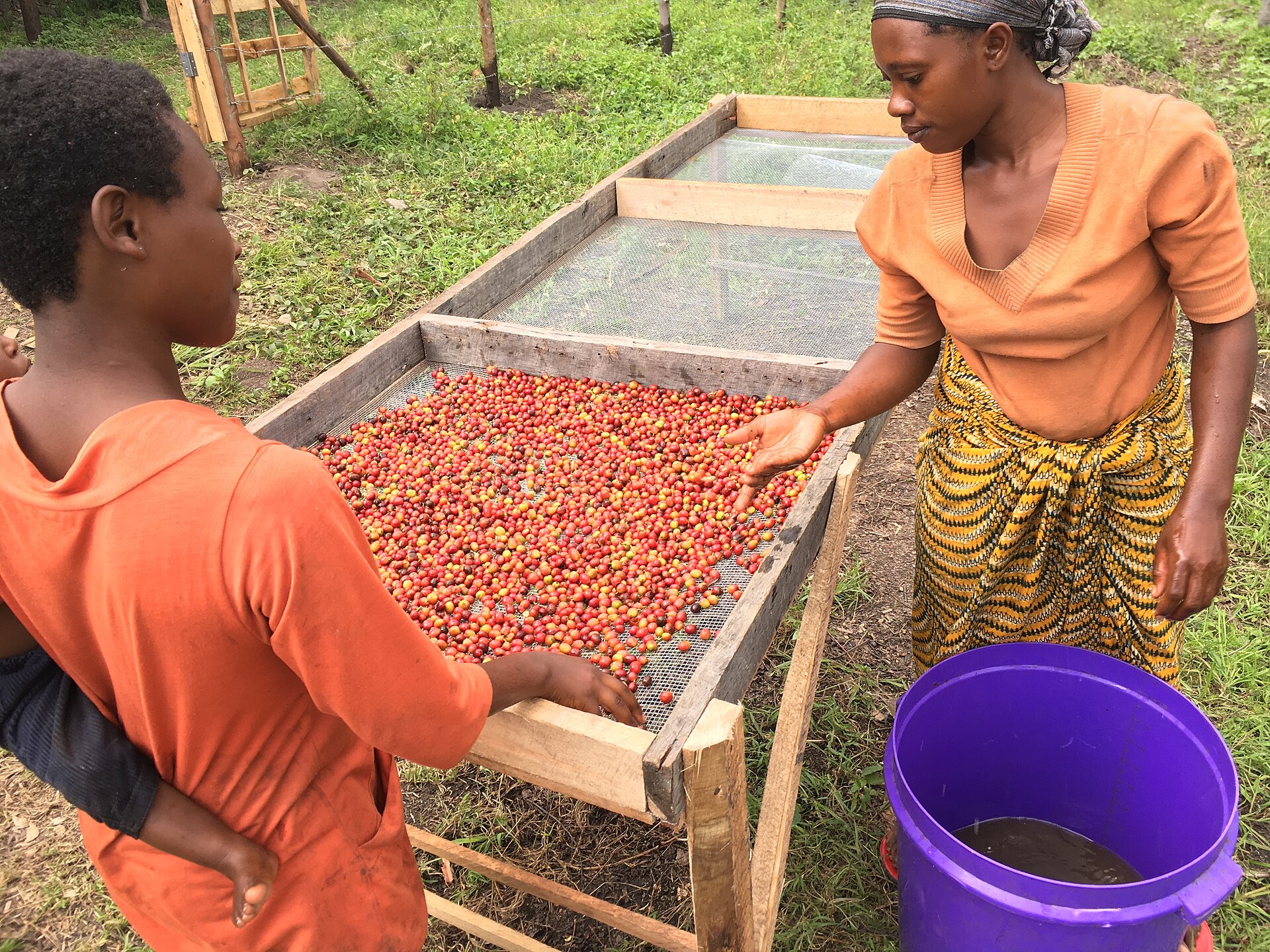 Productrices triant des cerises de café sur des claies de séchage